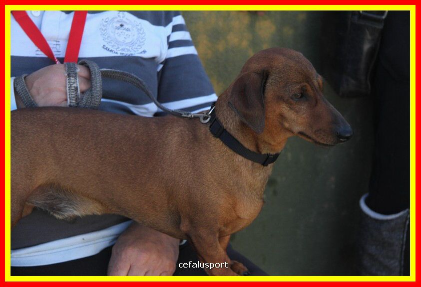 180311 mostra_canina 017.jpg
